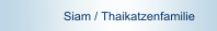 Siam / Thaikatzenfamilie