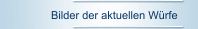 Bilder der aktuellen Würfe